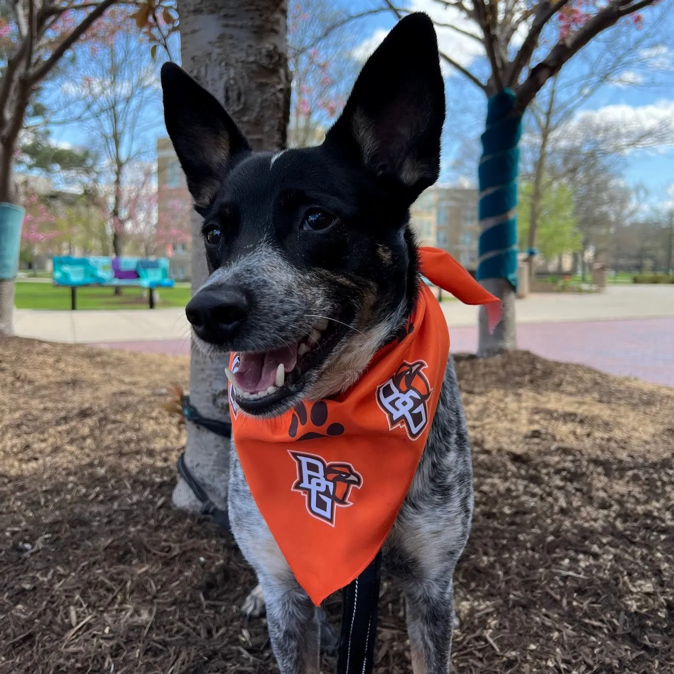 BGSU Pet Bandana