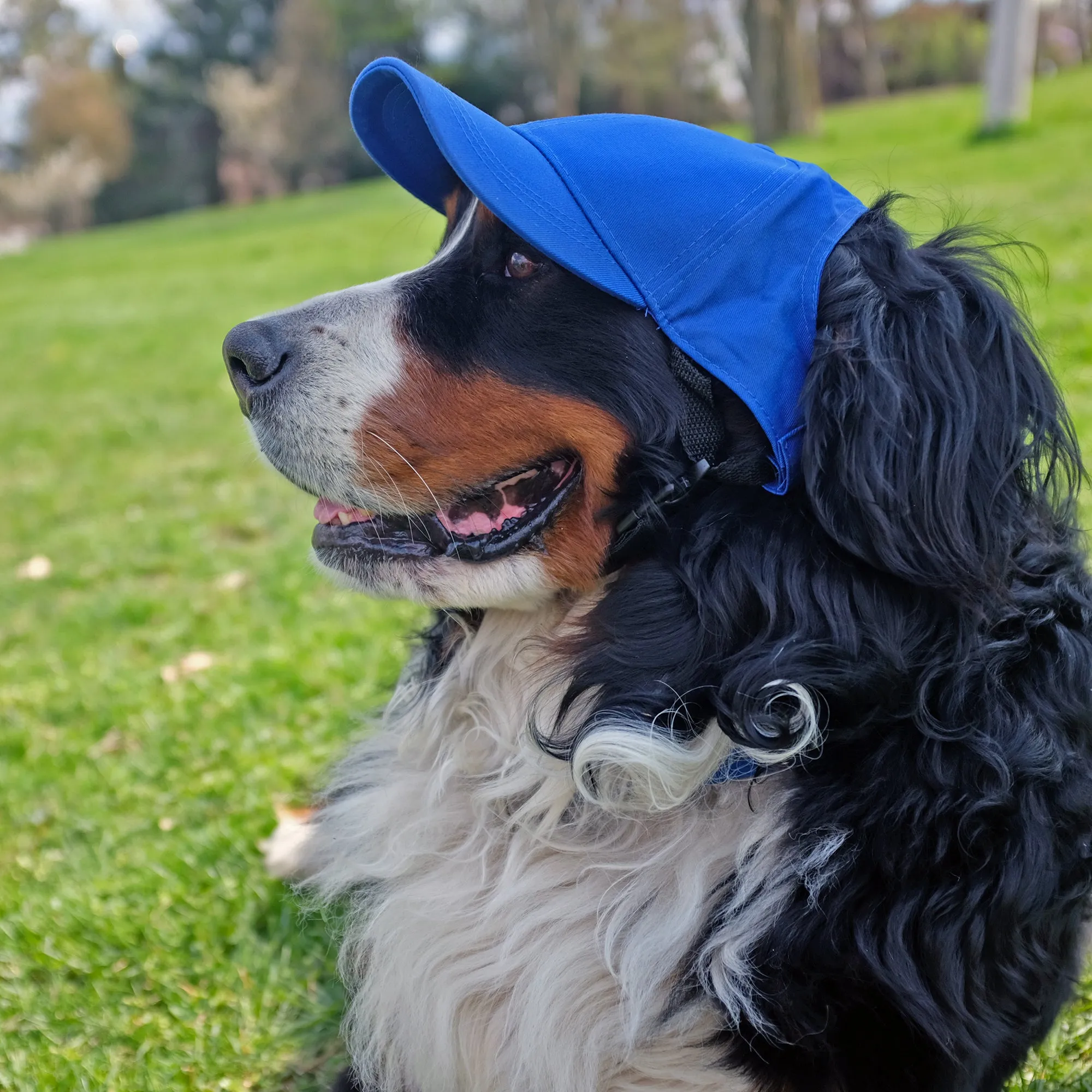 Buffalo Bills Pet Baseball Hat