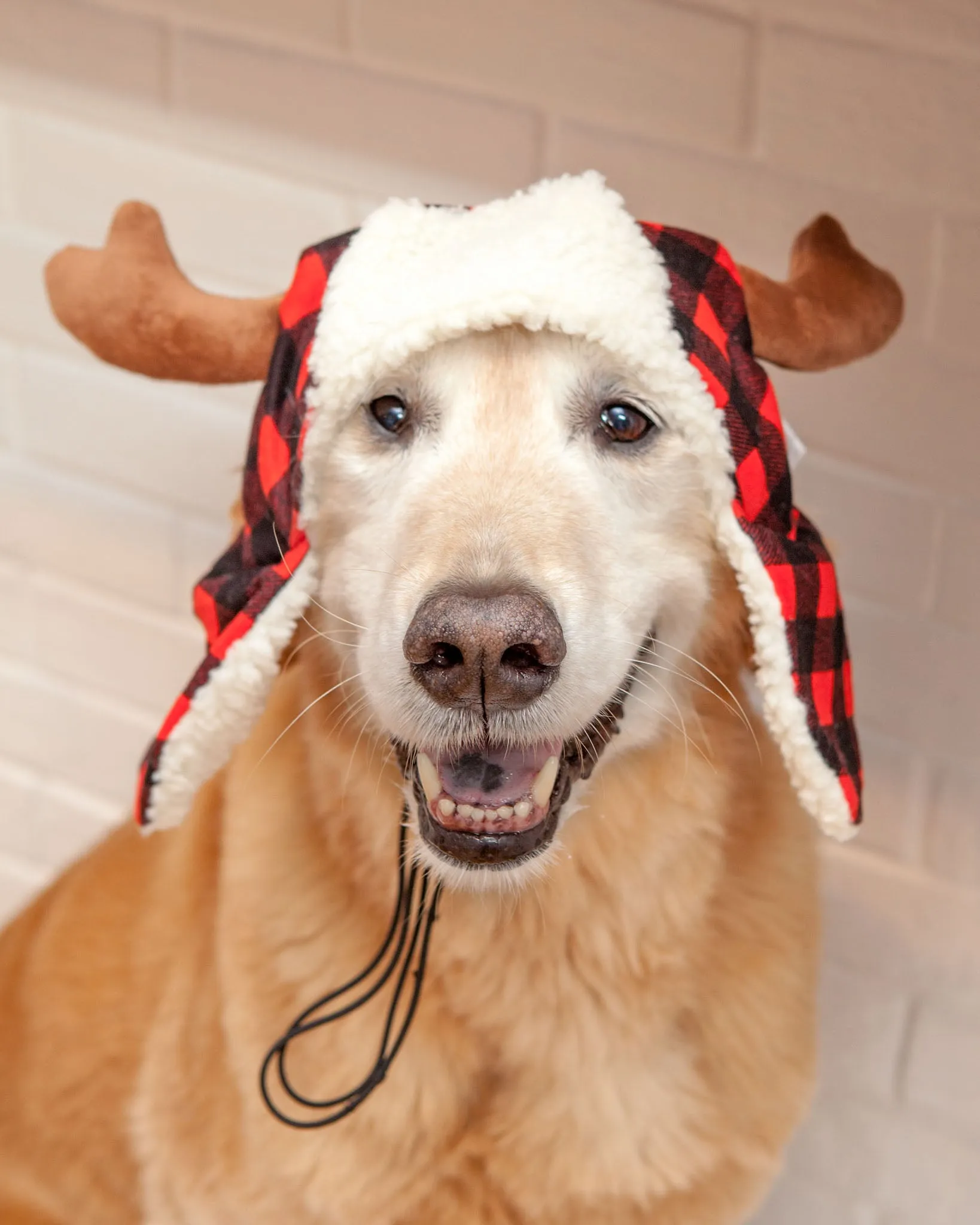 Buffalo Check and Antler Winter Dog Hat