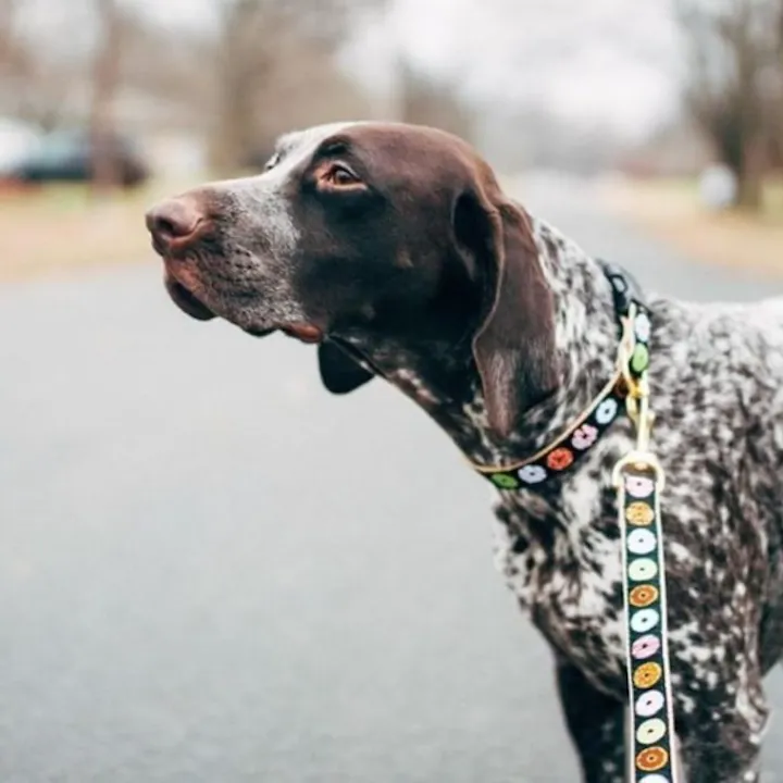 Collar | Donuts