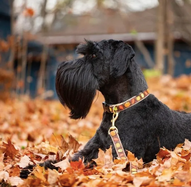 Collar | Harvest Time