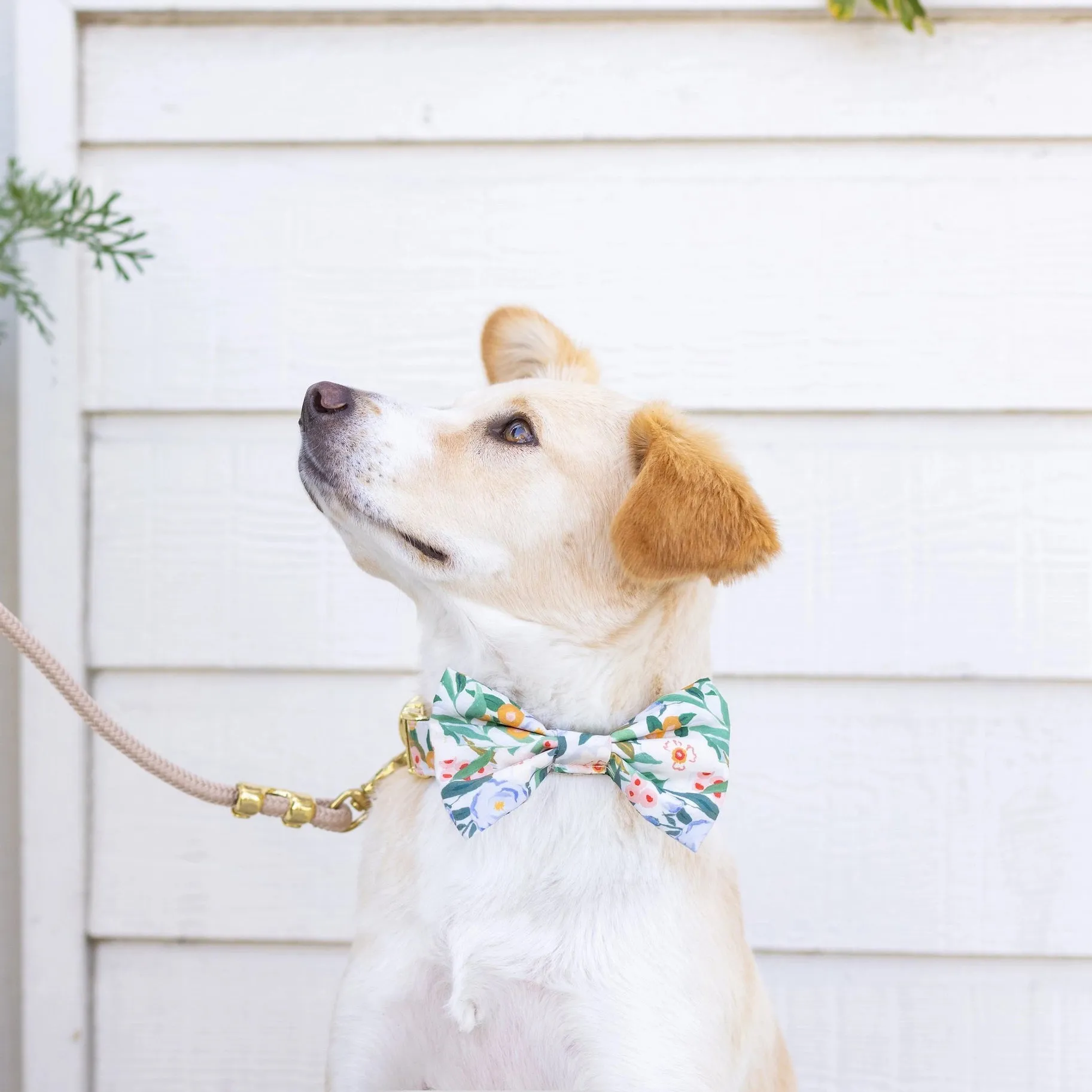 DOG BOW TIE (STANDARD, GATHERED)