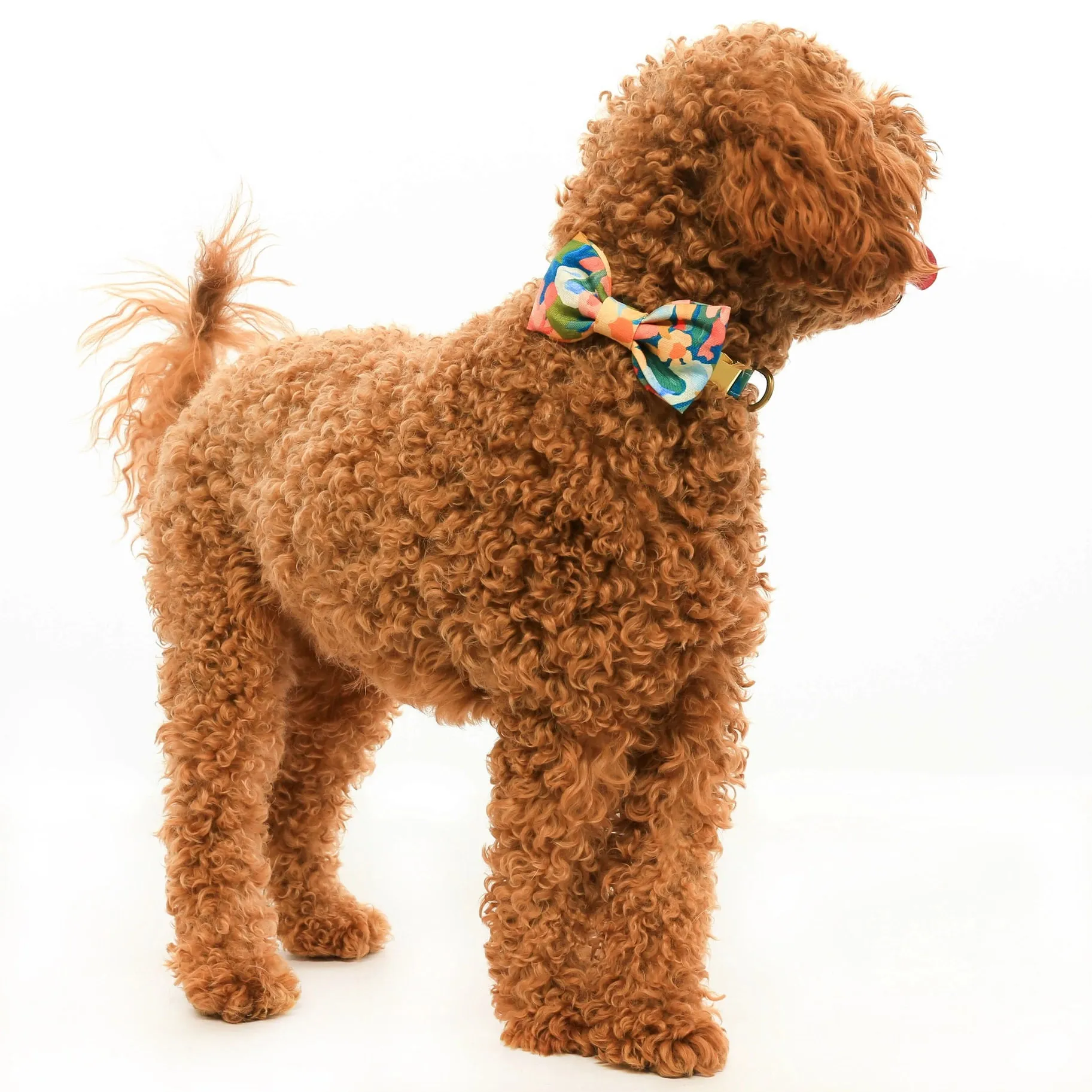 DOG BOW TIE (STANDARD, WILDFLOWER)