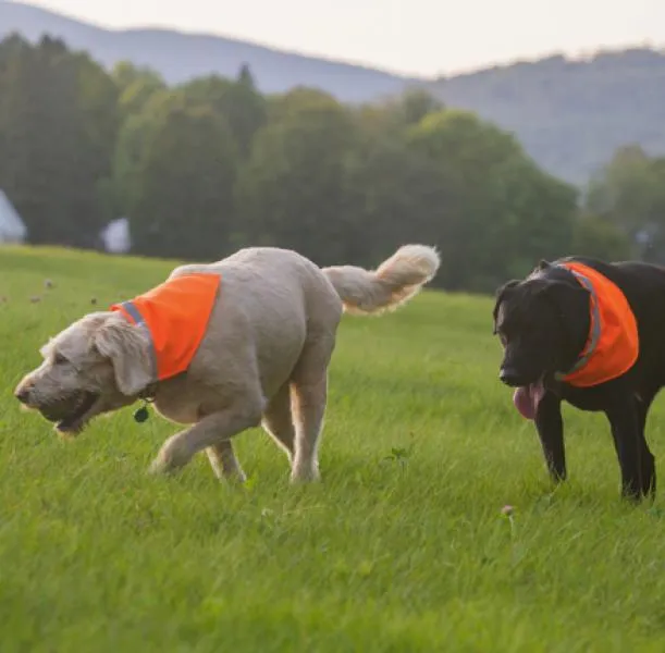 Dog Not Gone NFZ Collar Kerchief Slide Orange L - NLO