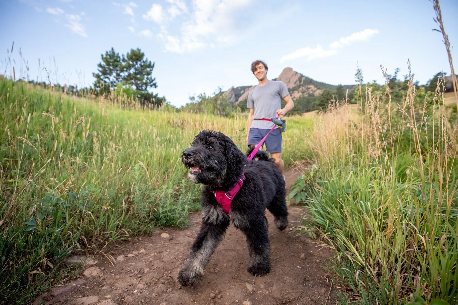 Front Range® Dog Harness