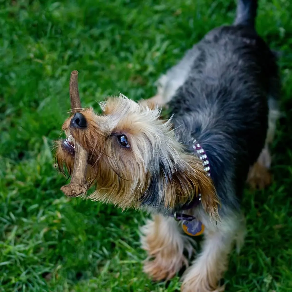 Natural Whole Big Antlers for Dogs