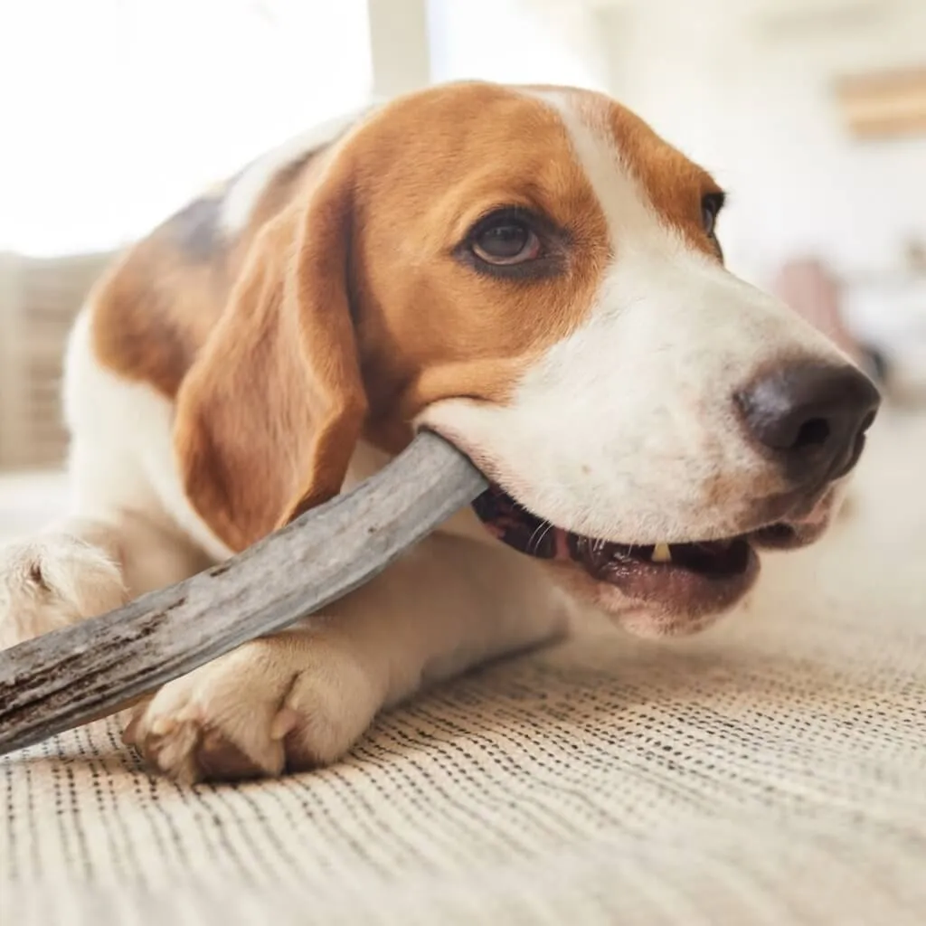 Natural Whole Big Antlers for Dogs