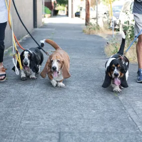 Ombre Rope & Leather Dog Leash