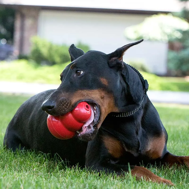 ULTIMATE Kong Bundle - Kong Dog Toy Classic Bundled with Kong Easy Treat (Peanut Butter Flavor)